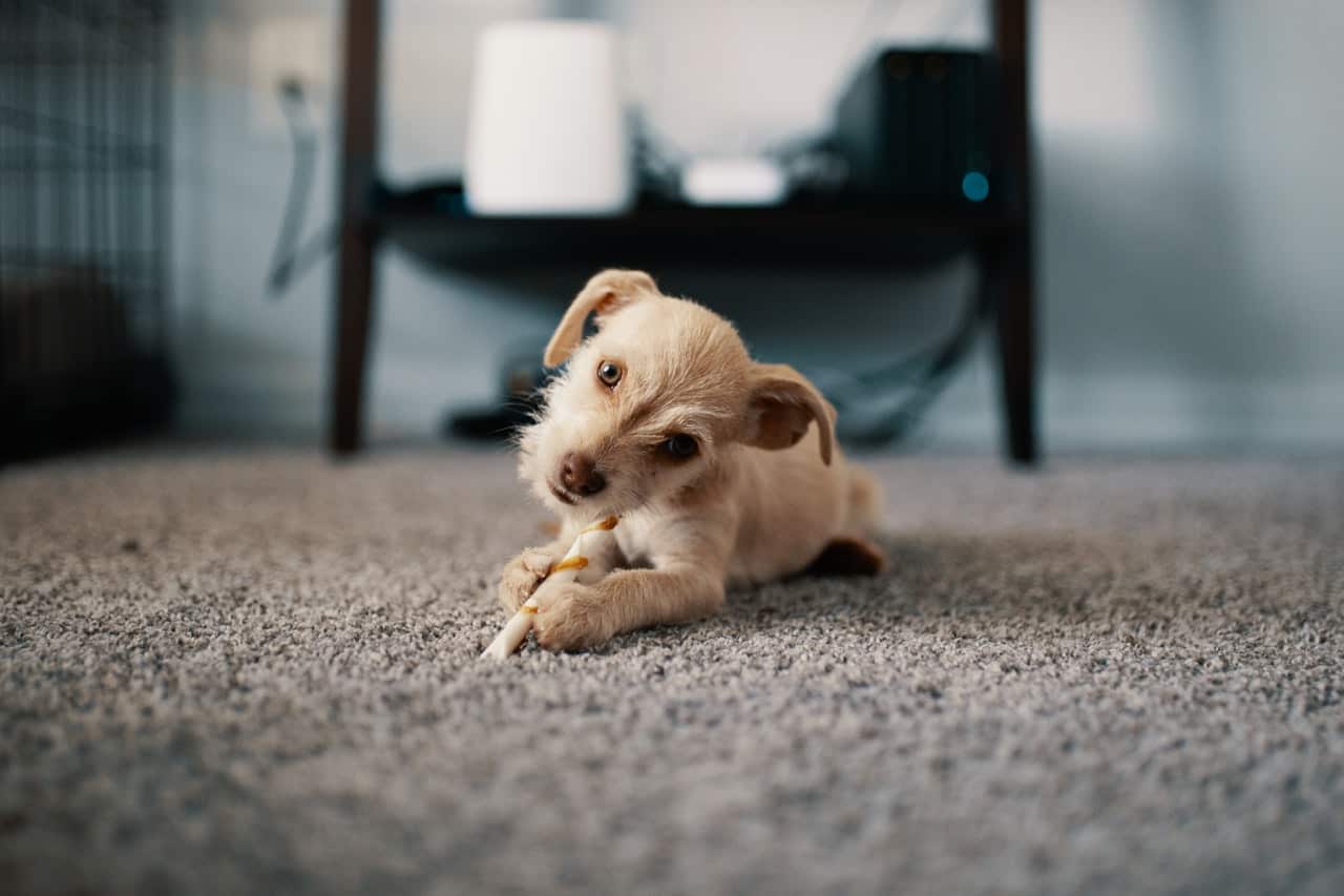 How Professionals Remove Pet Smells From Couches (Step-by-Step Breakdown)
