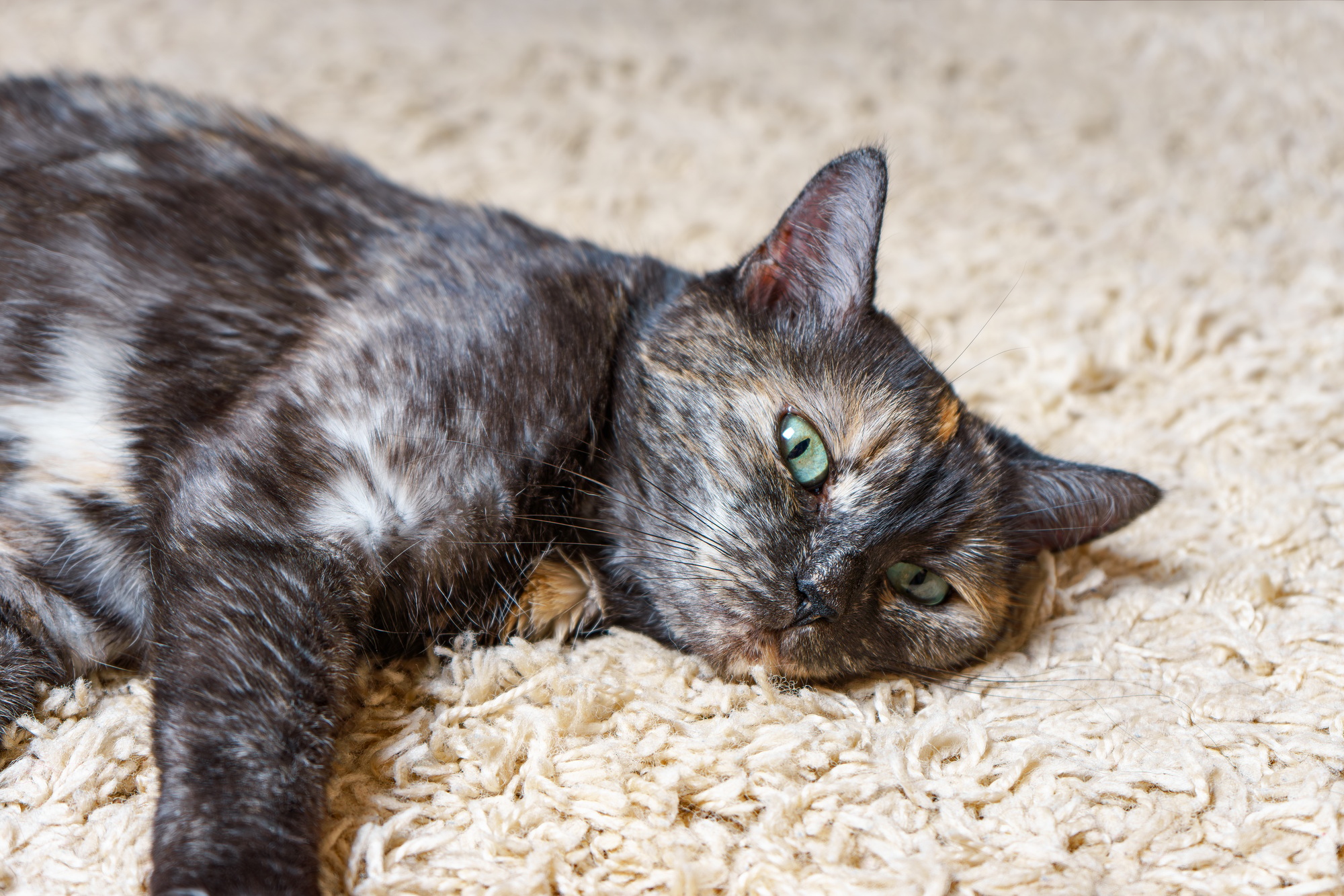 A cat resting comfortably on clean carpet in a pet-friendly home