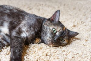 Domestic Tortoiseshell Cat Lies On The Carpet In Room, Sleeping Pet Inside House.